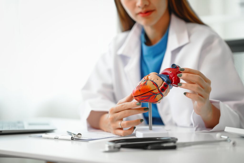 A female doctor holding a model heart